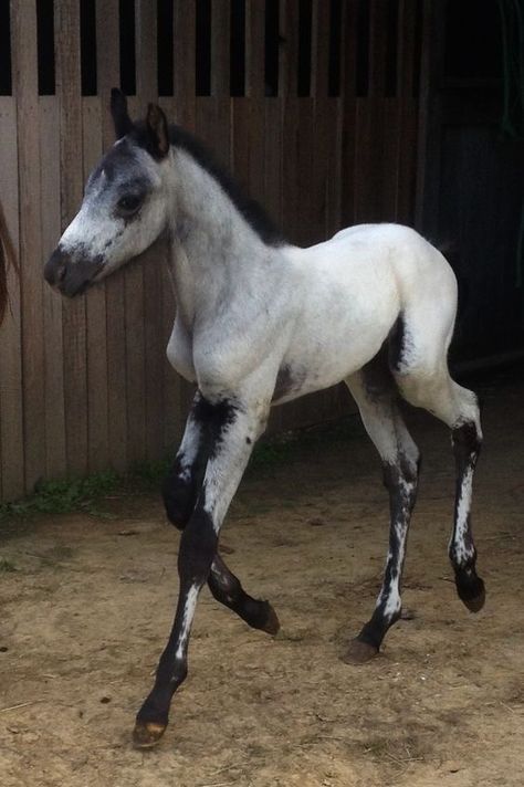 Horse Markings, Rare Horses, Majestic Horses, Most Beautiful Horses, Appaloosa Horses, Baby Horses, Majestic Horse, I Love Horses, Pretty Animals