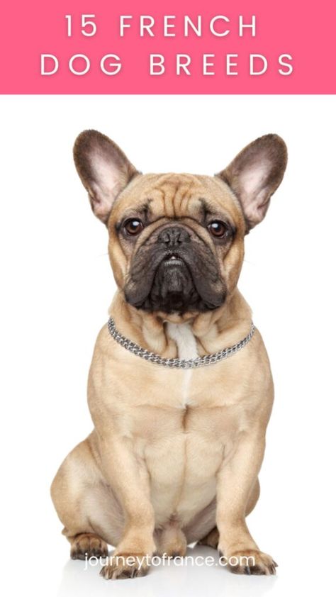 Are you looking for the most popular French dog breeds? France has contributed much to world culture, including gourmet food, high fashion, and groundbreaking films. However, you might not know that several popular dog breeds originated in this nation. In this quick guide, we will learn more about the history of some of the most … The post 15 French Dog Breeds appeared first on Journey To France. Frug Dog Breed, French Dog Breeds, Pyrenean Mountain Dog, French Dog, French Foods, Hound Breeds, French Dogs, French Travel, Language French