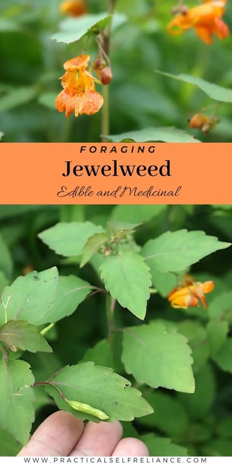 Jewelweed Recipes, Foraging Washington State, Backyard Foraging, Fall Foraging, Medicinal Herbs Remedies, Medicinal Weeds, Medicinal Wild Plants, Wild Foraging, Wild Food Foraging