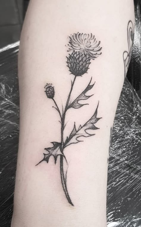 Scottish Thistle Tattoo Design, Thistle And Heather Tattoo, Scotland Thistle Tattoo, Scottish Thistle Tattoo Simple, Scottish Thistle Tattoo Delicate, Easy Tattoos For Women, Scotland Tattoo Ideas, Thistle Tattoo Black, Thistle Tattoos