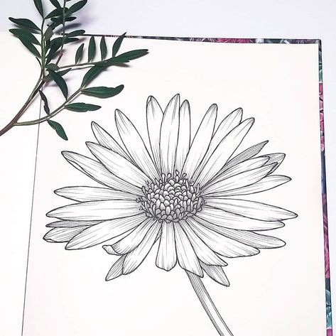 Victoria Dennis on Instagram: “Aster ink drawing . . . . . . #allthingsbotanical #inkillustration #artistsoninstagram #natureinspiredart #creating_boldly…” Aster Illustration, Aster Flower Drawing, Aster Drawing, Flower Tattoo Black And White, Flower Tattoo Black, Aster Flower Tattoo, Aster Tattoo, Aster Flower Tattoos, Wreath Tattoo