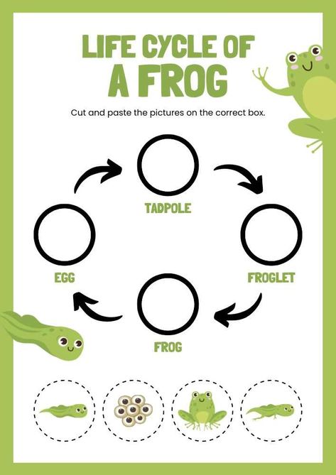 Life Cycle of A Frog English Animal Worksheet Life Cycle Of Frog Preschool, Life Cycle Of Frog Worksheet, Life Cycle Of Animals Worksheet, Animal Life Cycles Preschool, Frog Cycle Crafts Preschool, Free Life Cycle Printables, The Life Cycle Of A Frog, Life Cycle Of A Frog Craft, Life Cycle Activities For Preschoolers