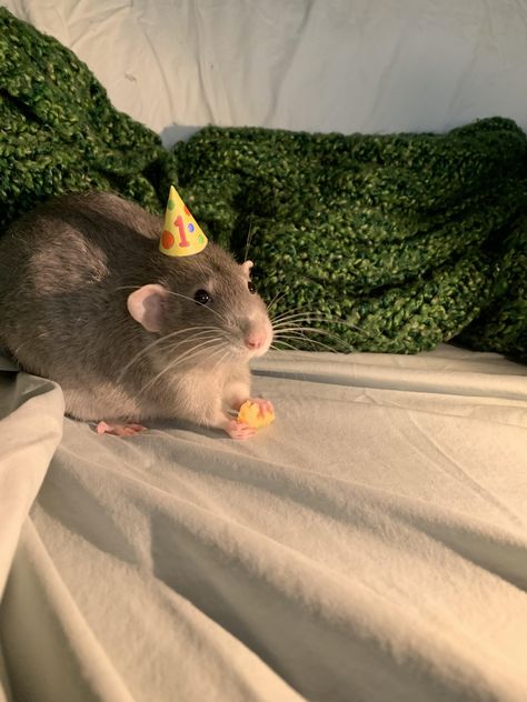 Birthday boy #rat #rats #rodent #pet Rat Cute Pictures, Rat Pet Cute, Rat Astethic, Funny Rats Pics, Rat Pet Aesthetic, Rat Wallpapers Aesthetic, Pet Rat Aesthetic, Cute Pet Rats, Cute Rats Aesthetic