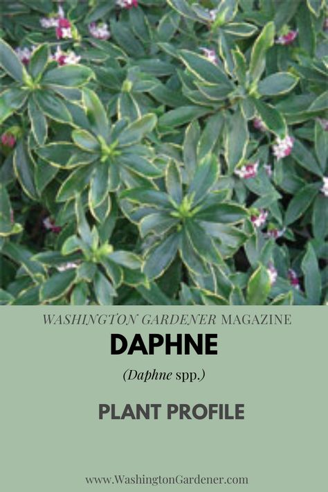 Daphne Bush Plants, Daphne Plant Shrub, Daphne Flower, Daphne Plant, Shade Loving Perennials, Ferns Garden, Bush Plant, Shade Garden Plants, Deer Resistant Plants