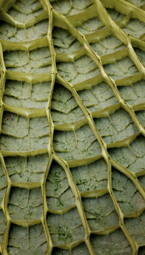 Textures Of Nature, Organic Nature Shapes, Close Up Plant Photography, Geometric Shapes In Nature, Repeating Patterns In Nature, Structure In Nature, Natural Texture Inspiration, Plants Structure, Organic Patterns In Nature