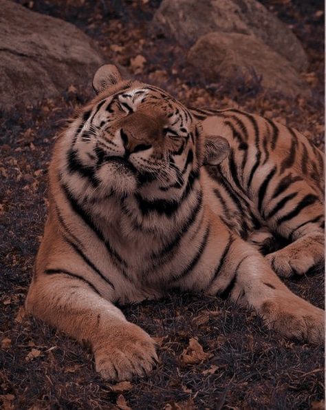 Big Cats Aesthetic, Tiger Pfp Aesthetic, Tiger In The Wild, Tiger Asthetic Picture, Bengal Tiger Aesthetic, Tiger Widget, Tiger Aestethic, Big Cat Aesthetic, Tigre Aesthetic