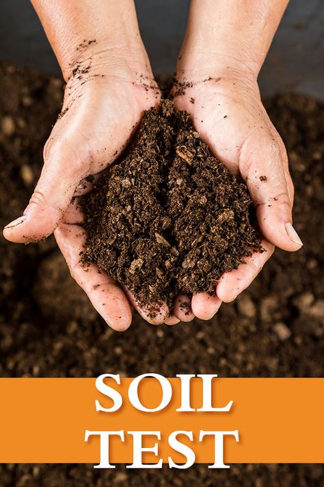 Soil Ph Test, Growing Hacks, Spring Garden Ideas, What Will Be Will Be, Garden Care Tips, Soil Test, Grow Orchids, Southern Living Plant Collection, Homestead Gardening