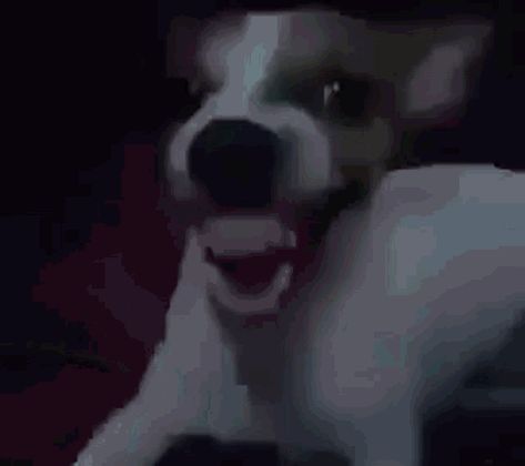 Cachorro Rindo GIF - Cachorro Rindo Michael Jackson - Discover & Share GIFs Flustered Reaction Gif, Anime Reaction Gif, Floptok Gif, Reaction Gifs Twitter, Reaction Gifs, Reaction Gif, Gif Sticker, Meme Gifs, Blank Memes