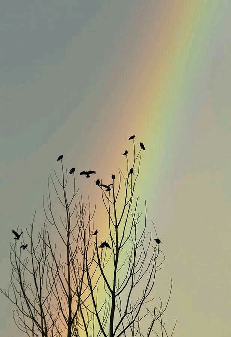 Rainbow Pictures, Rainbow Photography, Rainbow Sky, Rainbow Aesthetic, Rainbow Wallpaper, Love Rainbow, Iphone Background Wallpaper, Beautiful Rainbow, Over The Rainbow