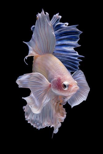 Halfmoon betta fish | Halfmoon Betta fish on black backgroun… | da nokkaew | Flickr Jelly Fish Black Background, Siamese Fish, Jellyfish Illustration, Fish Eyes, Colourful Fish, Pretty Fish, Water Background, Halfmoon Betta, Beautiful Sea Creatures