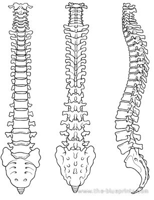 Spinal Chord Art, Skeleton Tail Drawing, Spine Sketch Drawings, How To Draw A Spine Step By Step, Human Spine Tattoo, Spine Tattoos Template, Spine Line Art, How To Draw A Spine, Vertabae Bone Drawing