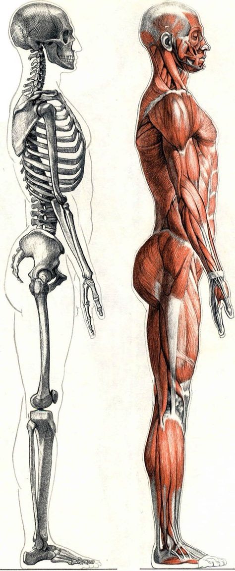 Human Anatomy Reference, Art Anatomy, Anatomy Bones, Skeleton Anatomy, Man Anatomy, Body Structure, Human Body Anatomy, Anatomy Tutorial, Human Anatomy Drawing