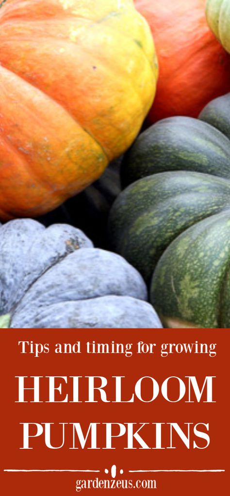 Spring is a great time to prepare for fall! Gardeners who want to grow heirloom pumpkins should plant now for fall harvest. #gardening #pumpkin Diy Pumpkin Patch, Heirloom Gardening, Heirloom Pumpkins, Heirloom Garden, Pumpkin Varieties, Pumpkin Garden, Dresser Wood, Cinderella Pumpkin, Spring Planting