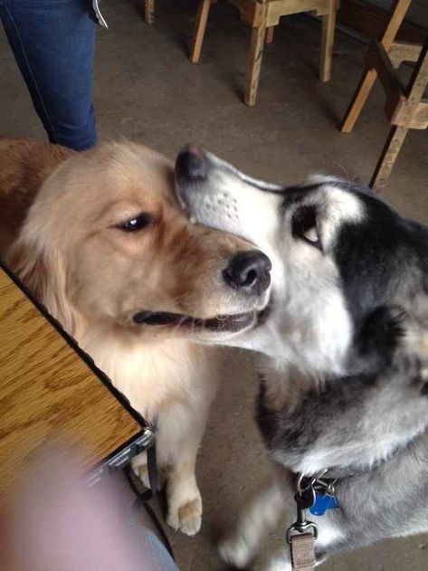 This dog's very awkward attempt to give a kiss. | The 61 Most Awkward Moments In The History Of Dogs Could Be Us, Funny Dog Memes, Dog Biting, Funny Animal Memes, Funny Animal Pictures, Dog Memes, On The Floor, Animal Memes, Cute Funny Animals