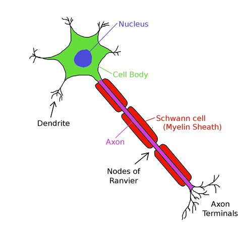 heart neurons | Motor Neuron Diagram Biochemistry Poster, Neuron Diagram, Medicine Anatomy, Action Potential, Cell Diagram, Science Diagrams, Nursing 101, Sistem Saraf, Biology Major