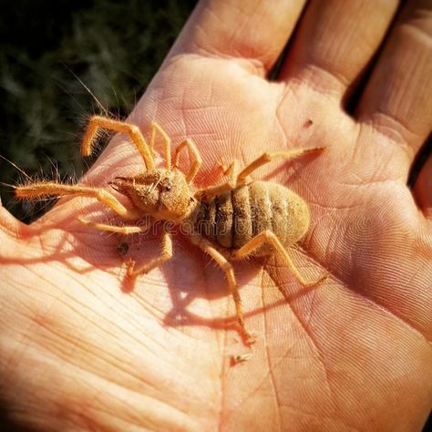 Eldritch Creature, Camel Spider, Spider Photo, Mexican Red Knee Tarantula, Mexican Fire Leg Tarantula, Mexican Redknee Tarantula, Jumping Spider Close Up, Spider Drawing, Amazing Insects