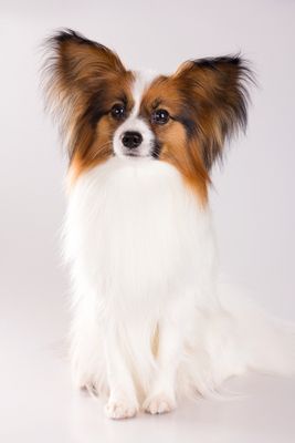 Papillon - This is probably similar to what my new pup will look like when fully grown! Papillion Puppies, Papillon Dog Puppy, Papillon Puppy, Baby Chihuahua, Beautiful Dog Breeds, Papillon Dog, Dogs Breeds, Dog Things, Best Dog Breeds