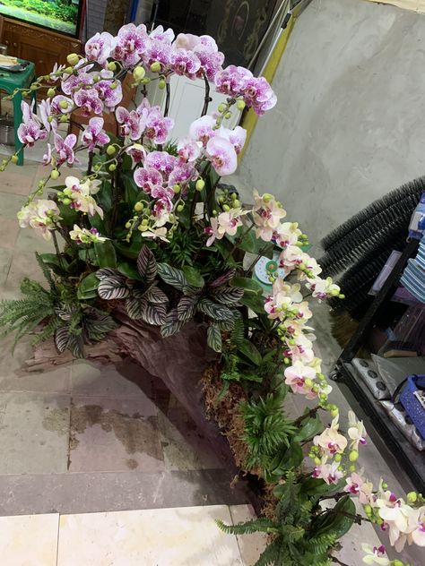 Orchid Arrangements Ideas, Orchid Display Ideas, Orchid Display, Orchid Flower Arrangements, Orchid Collection, Indoor Water Garden, Orchid Centerpieces, Orchid Planters, Orchid Garden