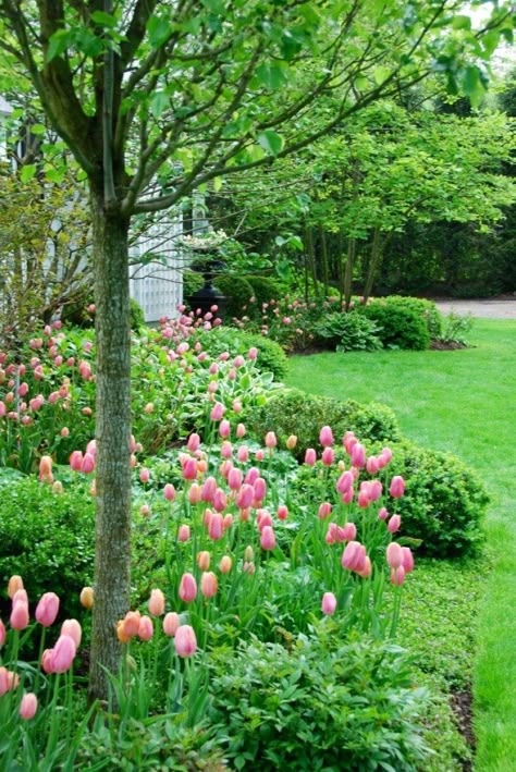 Pretty Pink Tulips - The Glam Pad Planting Tulips, Glam Pad, Tulip Garden, Spring Garden Flowers, Cottage Garden Plants, Tulips Garden, Front Landscaping, Garden Bulbs, Pink Garden