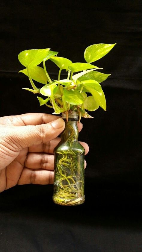 Grow Plants In Water, Growing Plants In Water, Plants Grown In Water, Tanaman Air, How To Grow Plants, Indoor Water Garden, Plants In Bottles, Interior Boho, Plant Benefits