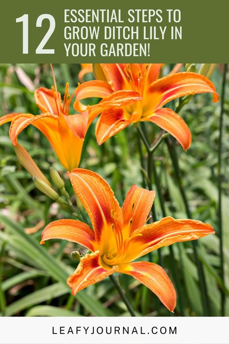 Plant Growing Hacks, Lilly Garden, Growing Hacks, Plant Growing Tips, Lily Garden, Day Lilies, Plant Hacks, Plant Growing, Hardy Perennials