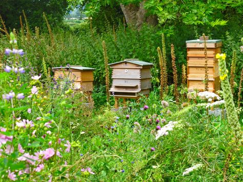 Backyard Bee, Future Farms, Bee Farm, Bee Hives, Bee Garden, Dream Future, Forest Garden, Cottage Core Aesthetic, Better Homes And Garden