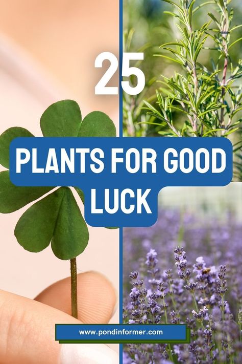 Fill your garden with these 25 plants known for attracting good luck and prosperity. Each plant comes with its own story and benefits, helping you create a space that’s both beautiful and fortuitous. #LuckyGardening #GoodFortune #PlantMagic #NaturalBlessings #PositiveEnergy Plants For Prosperity, Plants That Attract Money, Good Luck Plants Indoor, Plants For Good Luck, Dracaena Sanderiana, Clover Plant, Pond Netting, Climbing Trellis, Growing Rosemary