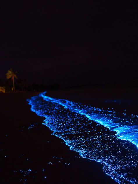 Glowing Beaches, Glowing Algae, Sea Of Stars Maldives, Bioluminescent Algae, Mermay 2023, Bioluminescent Plankton, The Sea Of Stars, Sea At Night, Night Ocean