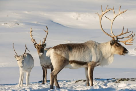 Caribou Hunting, Reindeer Farm, Cute Dogs And Cats, Biblical Paintings, Deer Family, Very Cute Dogs, Live Animals, Animal Anatomy, Reindeer Antlers