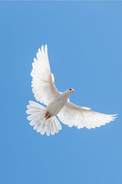 Dove symbolism according to different cultures and religions White Dove Pictures, Dove Pictures Birds, Dove Drawing Reference, Dove Photography Bird, Dove Flying Photography, Dove Wallper Aesthetic, Dove Wallper, Dove Aesthetic Bird, Doves Flying To Heaven