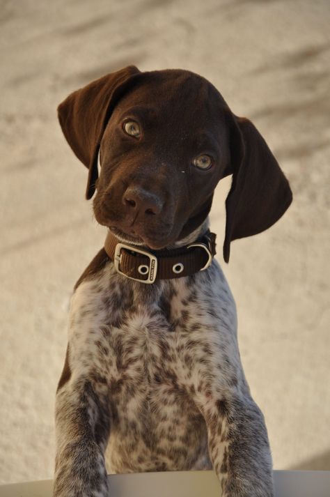 90 Perfect Hunting Dog Names | The Paws Hunting Dog Names, Braque Du Bourbonnais, German Short Haired Pointer, German Short Hair, Gsp Puppies, Short Haired Pointer, German Shorthair Pointer, Shorthair Pointer, German Shorthaired Pointer Dog