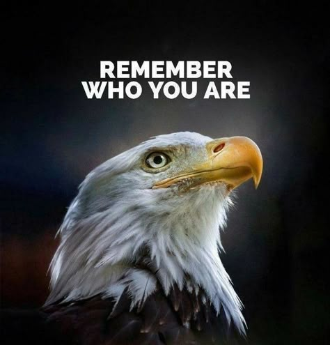 Eagle Quotes, Eagles Quotes, Stay Focused On Your Goals, Inspirational Smile Quotes, Eagle Images, Lion Quotes, Inspirtional Quotes, Eagle Pictures, Quotes About Success