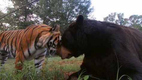 Daring Duos: Unlikely Animal Friends | LiveScience Animal Duos, Unusual Animal Friends, Unlikely Animal Friends, Unusual Animal Friendships, Bizarre Animals, Wildlife Rehabilitation, Unlikely Friends, Odd Couples, Animals Friendship