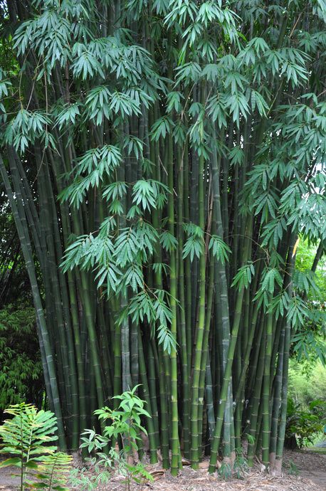 Full Sun Container Plants, Giant Bamboo, Eucalyptus Deglupta, Bamboo Seeds, Indoor Plants Styling, Bamboo Trees, Hanging Plant Wall, Bamboo Art, Bamboo Garden