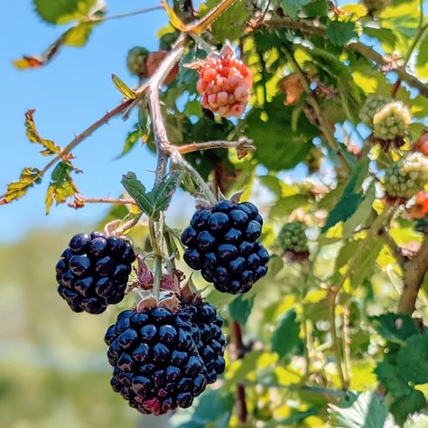 Planting Blackberries In Containers, Blackberry Patch Ideas, Blackberry Companion Plants, Container Blackberries, How To Grow Blackberries, Grow Blackberries, Berries Garden, Fruit Forest, Thornless Blackberries