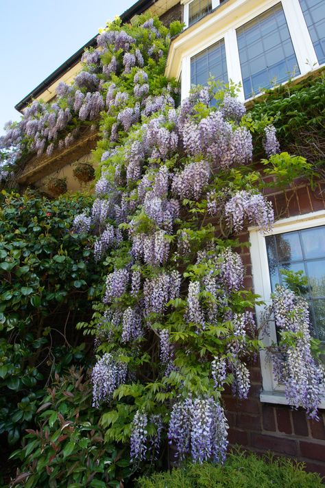 Four Seasons Garden, Victorian House Renovation, Chinese Wisteria, Wisteria Sinensis, Wisteria Garden, Wisteria Flowers, Purple Wisteria, Kidney Bean, Mediterranean Garden