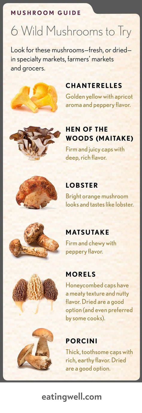 Wild Mushroom Recipes, Edible Wild Mushrooms, Types Of Mushrooms, Mushroom Guide, Mushroom Recipes Healthy, Wild Food Foraging, Foraged Food, Edible Mushrooms, Steak Sandwich