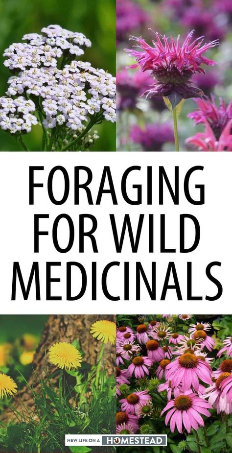 Foraging Your Backyard, Foraging For Beginners Midwest, Foraging Witch, Foraging Uk, Appalachian Forager, Herb Foraging, Grimoire Notes, Backyard Foraging, Foraging For Beginners