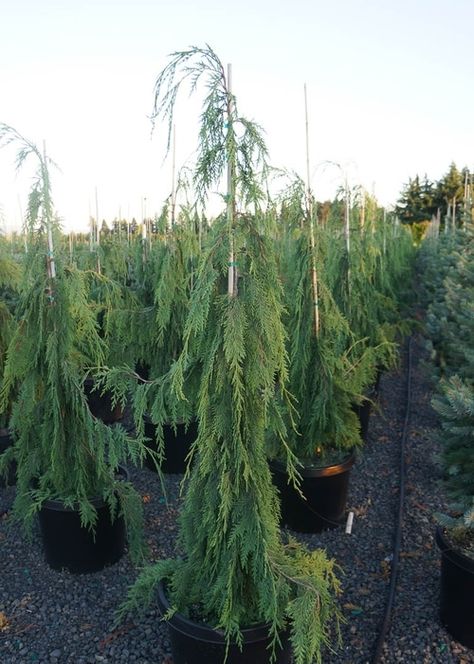 Weeping Cedar Tree, Alaskan Cedar Trees, Weeping Cypress Tree, Pnw Landscaping, Weeping Evergreen Trees, Cabin Entrance, Weeping Alaskan Cedar, Island Landscaping, Serbian Spruce