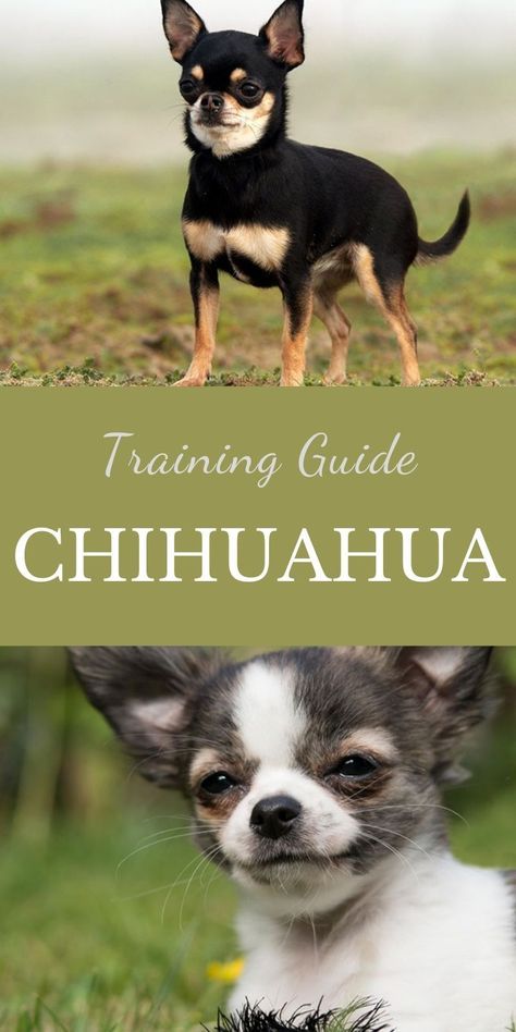 Chihuahua Puppy Training, Merle Chihuahua, Chihuahua Training, Teacup Chihuahua Puppies, Baby Chihuahua, Chihuahua Puppy, Dog Best Friend, Teacup Chihuahua, Helpful Things