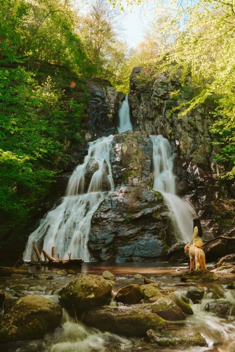 Best Waterfall Hikes in Shenandoah National Park - With Sunshine Sol Shenandoah National Park Virginia, Shanendoah National Park, Shannondoah National Park, Serotonin Boosters, Camping With Dogs, New River Gorge National Park, Vacation 2024, Usa Roadtrip, Aesthetic Places