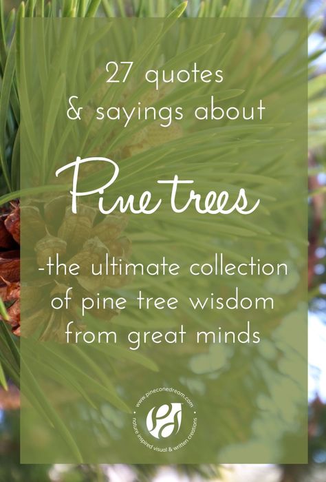 pine tree quotes | pine tree quotes life | pine tree quotes nature | pine tree quotes woods | pine tree quotes evergreen | pinecone quotes | pinecone quotes life | pinecone quotes pine cones | inspiring pine tree quotes | pinetree sayings | pinetree quotes by famous people Evergreen Tree Poem, Christmas Tree Sayings And Quotes, Tree Quotes Inspirational Short, Pine Tree Meaning, Pine Tree Quotes, Tree Quotes Nature, Quotes About Trees, Evergreen Quotes, Nature Quotes Trees