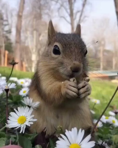 Squirrel.. 😊 Cute Videos, Nut House, Squirrel Funny, Petting Zoo, From Tiktok, Animal Portraits, Cute Squirrel, A Squirrel, Rare Animals