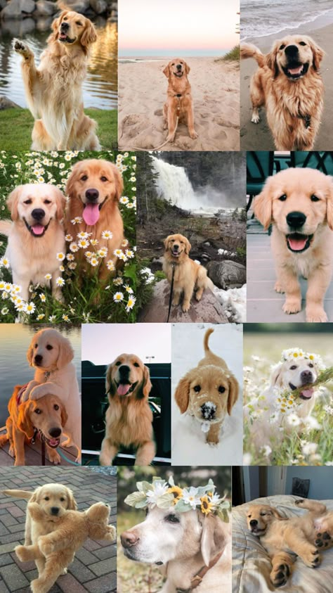 #goldenretriver Golden Retriever Wallpaper, Preppy Dog, Cute Puppy Wallpaper, Dogs Images, Cute Dog Wallpaper, Puppy Wallpaper, Cute Dogs Images, Very Cute Puppies, Cute Dog Photos