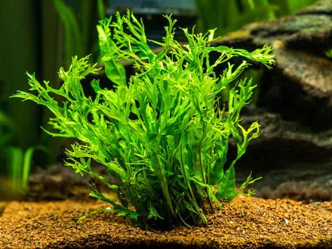 Peony Yip, Plants For Aquarium, Water Ferns, Java Fern, 10 Gallon Fish Tank, Become Productive, Types Of Ferns, Tank Plants, Leaf Structure