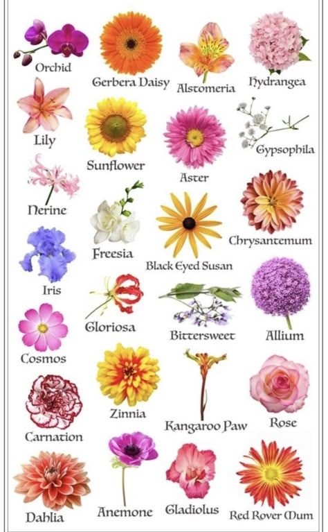 Pretty Flower Names, Big Leaf Plants, Flowers Australia, Flowers Name, Different Kinds Of Flowers, Flower Chart, Flower Identification, Flower Types, List Of Flowers