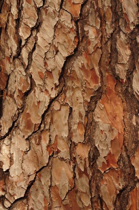 Tree Bark Aesthetic, Tree Bark Photography, Oak Tree Bark, Tree Texture, Tree Bark Texture, Bark Texture, Wood Bark, Tree Textures, Photo Texture