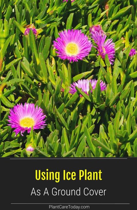 Have you considered using Ice Plants as a ground cover? We look at everything to do with growing maintenance, growth, and care. Hardy Ice Plant, Ice Plant Landscaping, Ice Plants Ground Cover Perennials, Ice Plant Ground Cover, Ground Cover Plants For Sun, Ice Plant Succulent, Plant Ground Cover, Ground Covering Plants, Sedum Ground Cover