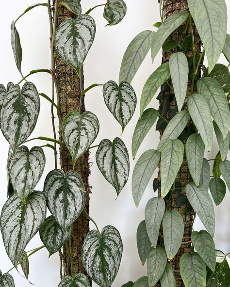 Moss pole buddies Left: philodendron brandtianum Right: Epipremnum pinnatum Cebu blue #mosspole #climbingplants #philodendronfanatic Philodendron Brandtianum, Cebu Blue, Moss Pole, Decorating With Plants, Epipremnum Pinnatum, Green Magic, Climbing Plants, Cebu, Tropical Plants