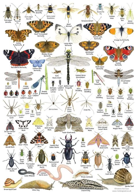 Vintage Insect Prints, Word Association, Pig Breeds, Butterfly Species, Insect Print, Card Poster, A3 Poster, Beautiful Bugs, Arthropods